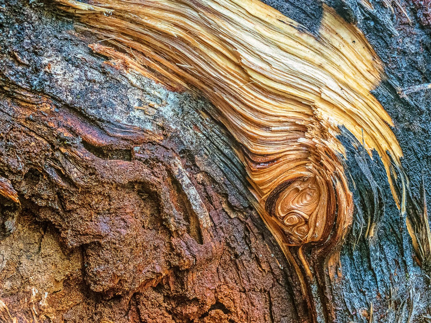 Barkskin of the Millennium Tree 千年樹の樹皮鎧 EN】《Cold Foil》[Earth] Barkskin of the Millennium Tree/千年樹の